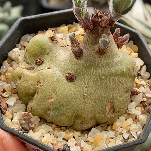 断崖香妃实生4.9cm341