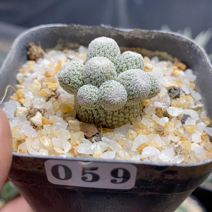 059月世界群2.9cm