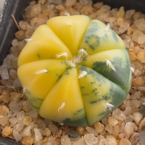 优选散斑兜锦实生3.2cm503