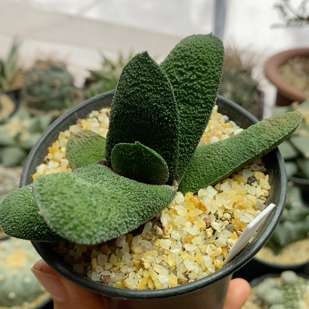 达摩黑莺啭卧牛10.8cm265