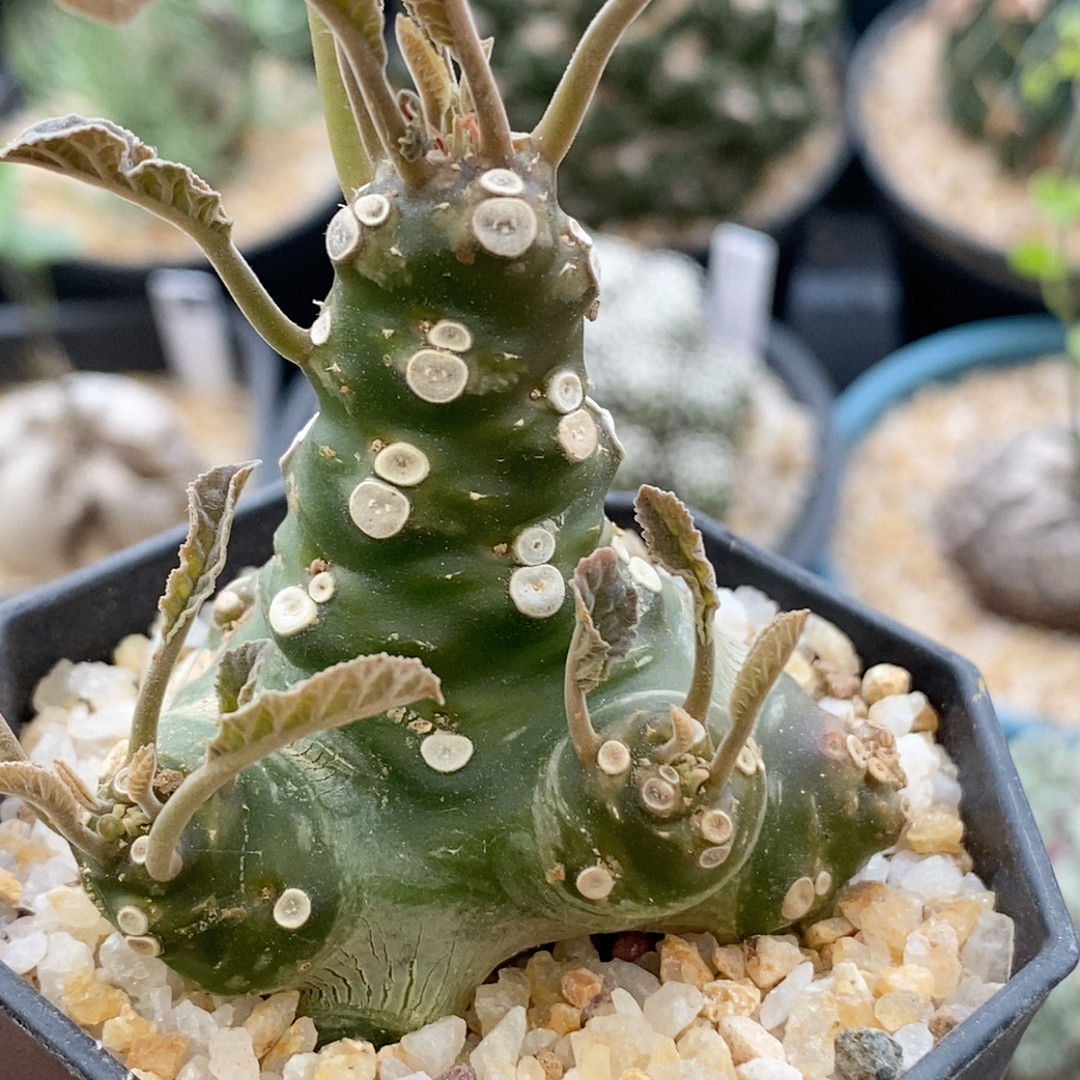 绵叶琉桑实生块根5.1cm885
