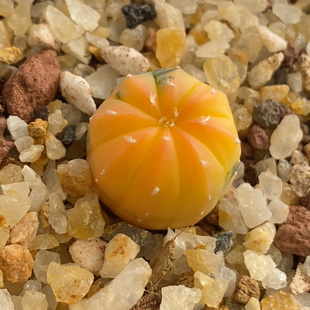 糖果兜锦实生1.4cm463