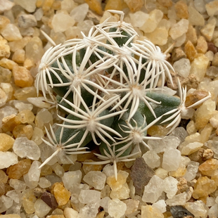 孤月丸仙人球2.6cm527