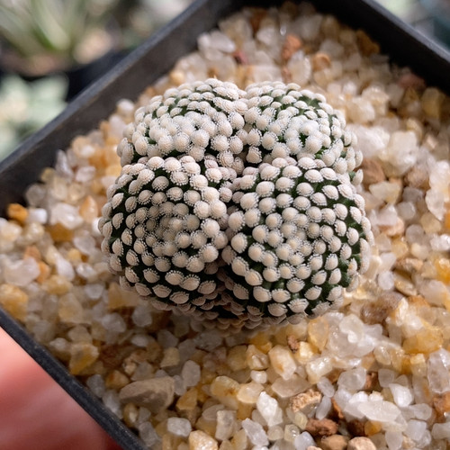 松针牡丹群3.2cm209