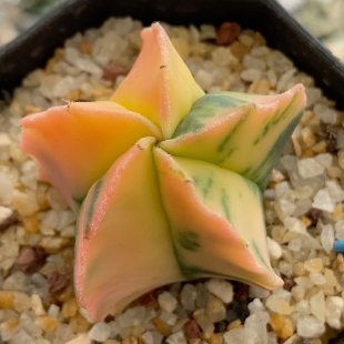 优选散斑鸾锦实生4cm229