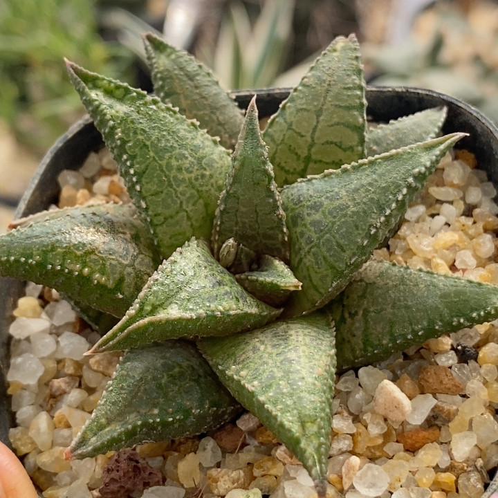 短疣龙王寿硬叶6.8cm455,鲜花速递/花卉仿真/绿植园艺,多肉植物,淘宝优惠券,粉丝福利购,淘宝优惠卷