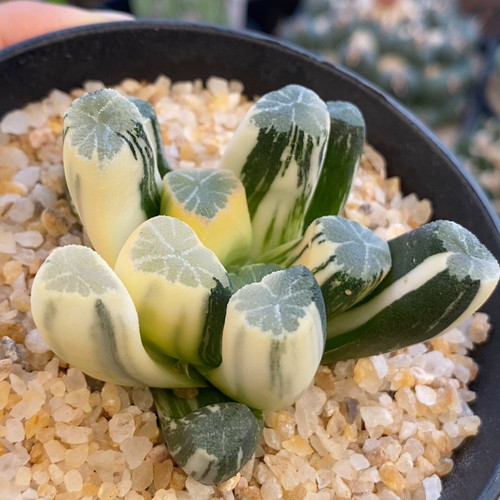 蜘蛛巢万象锦十二卷6.1cm610