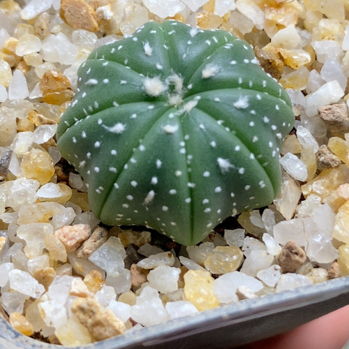 海星兜实生2.7cm301