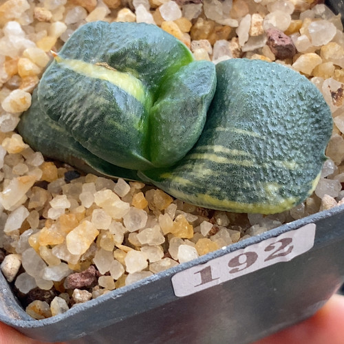 军配卧牛锦4.8cm192