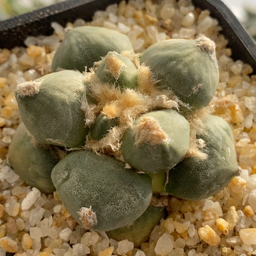 蛋疣怒涛牡丹5.6cm376