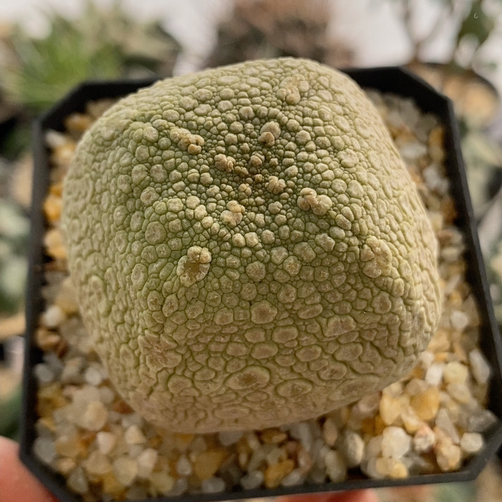 四方凝蹄玉实生5.4cm390,鲜花速递/花卉仿真/绿植园艺,多肉植物,淘宝优惠券,粉丝福利购,淘宝优惠卷