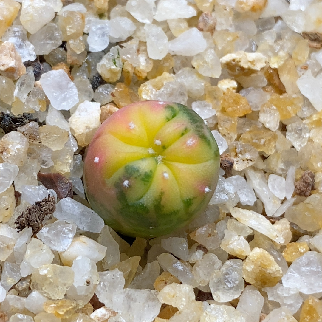 五彩兜锦实生1.1cm309,鲜花速递/花卉仿真/绿植园艺,多肉植物,淘宝优惠券,粉丝福利购,淘宝优惠卷