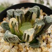 蜘蛛巢万象锦十二卷5.3cm577