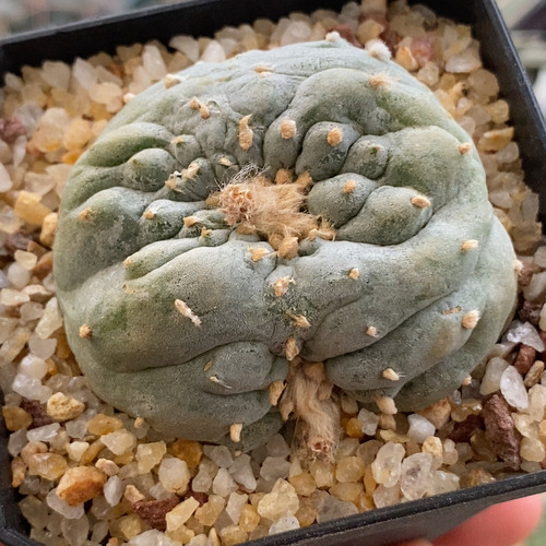 面包缀5.2cm585