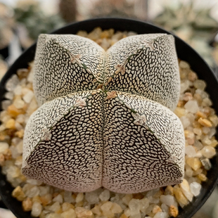 恩冢鸾凤玉实生5.7cm505