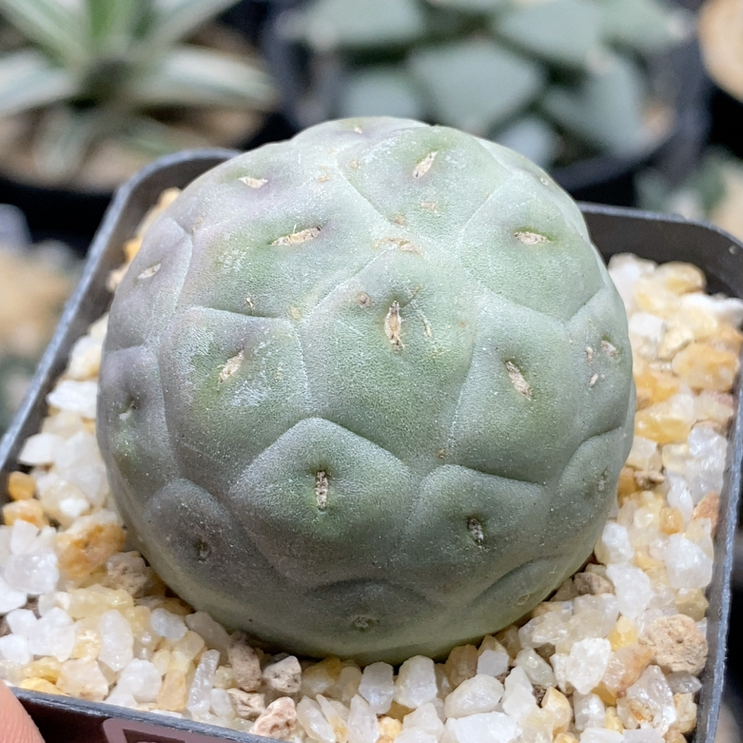 无刺习志野3.8cm733,鲜花速递/花卉仿真/绿植园艺,多肉植物,淘宝优惠券,粉丝福利购,淘宝优惠卷