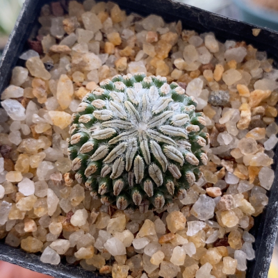 精巧丸仙人球2.5cm043