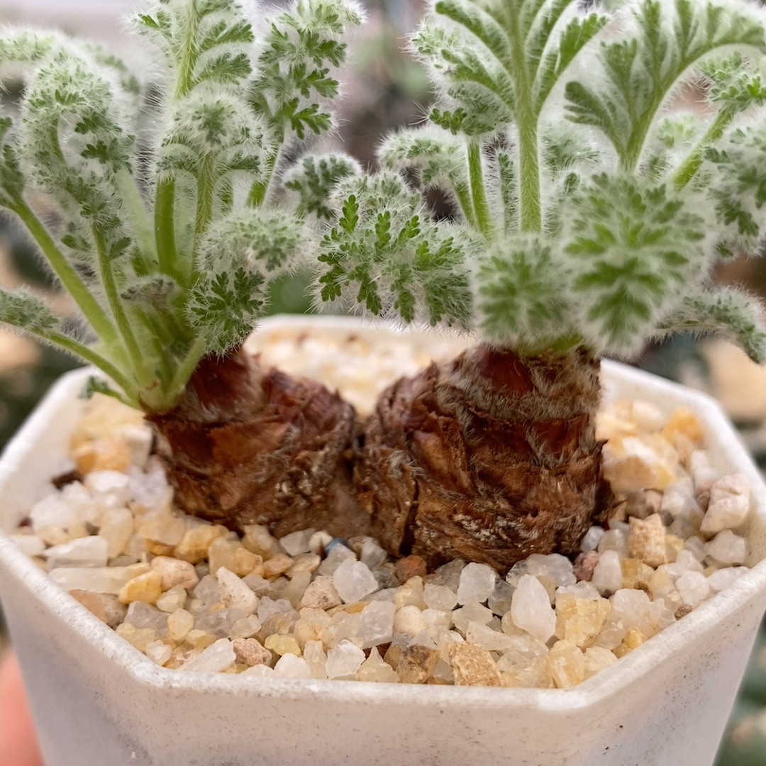 羽叶洋葵实生3.9cm842