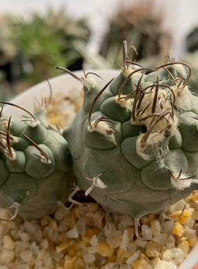 双头实生娇丽丸6.2cm103