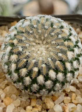 精巧殿实生3.1cm090