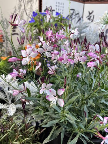 矮生千鸟花山桃草盆栽室外耐寒耐热多季开花植物庭院多年生花卉