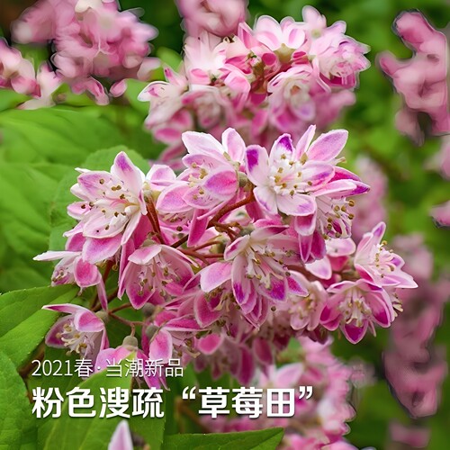溲疏花粉色草莓田雪樱花园阳台花卉盆栽庭院耐寒好养根基苗包活