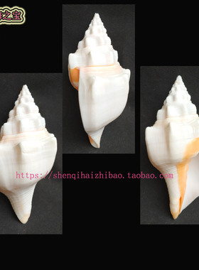 海螺贝壳所见即所得17.7CM 稀少变异白化 印度圣螺 吹号螺号11289