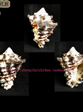 大海螺 （一图一物）5.5CM 短拳螺 标本收藏10948