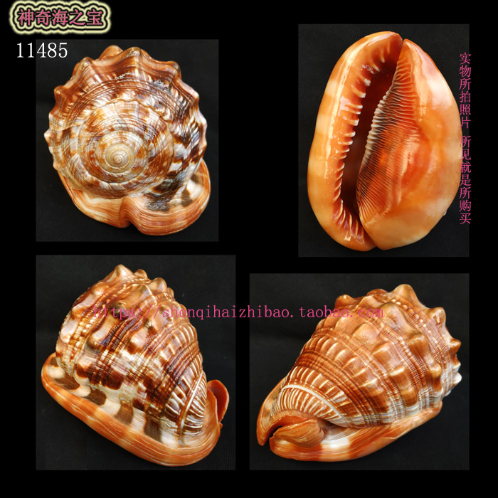 海螺贝壳（一图一物）特价16CM 万宝螺 标本收藏 家居摆设11485