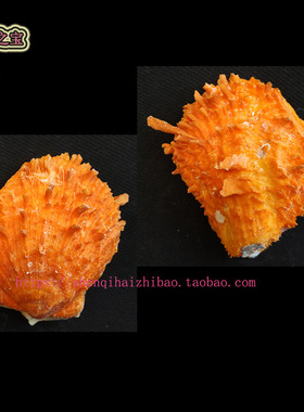 海螺贝壳(所见即所得）7.6CM 多棘海菊 收藏 家居水簇箱装饰11437