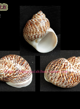 海螺贝壳（所见即所得）3.9CM特大 斑玉螺  标本收藏11522