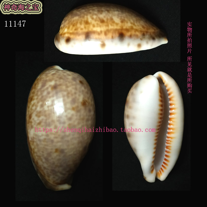 海螺贝壳（所见即所得）5.3CM  山猫宝螺 标本 收藏 11147图片
