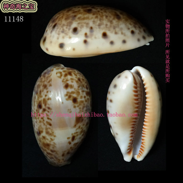 海螺贝壳（所见即所得）5.7CM  山猫宝螺 标本 收藏 11148图片