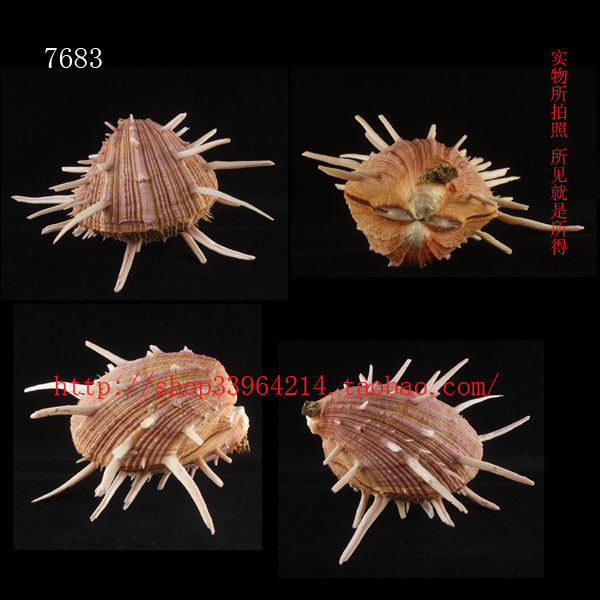 双壳纲（一物一图） 14CM 莺王海菊蛤 色彩 水族箱 家居装饰 7683