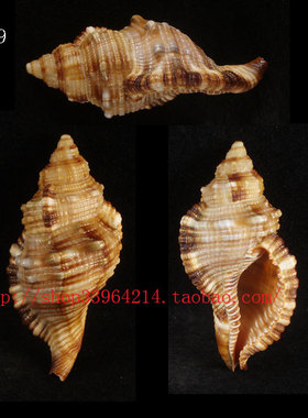 海螺贝壳（所见即所得）6.5CM毛嵌线螺 标本收藏水族箱装饰品6419