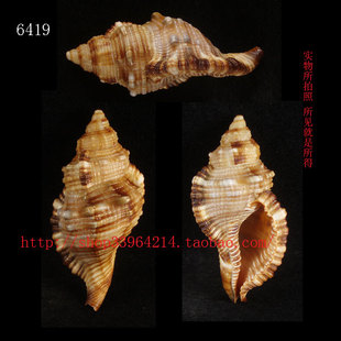 标本收藏水族箱装 6.5CM毛嵌线螺 饰品6419 所见即所得 海螺贝壳