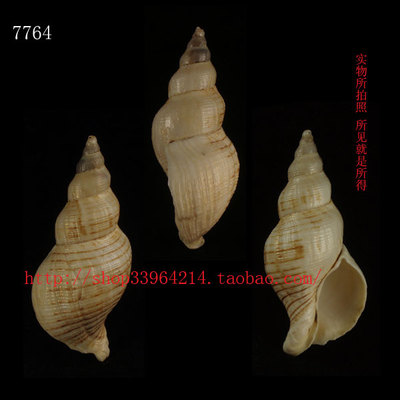 天然海螺贝壳标本寄居㙰壳水族箱