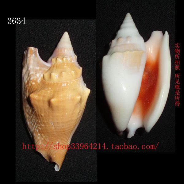 海螺贝壳（所见即所得）特价 6.4CM绯袖凤凰螺标本收藏3634-封面