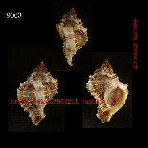 海螺贝壳（所见即所得）5.9CM 骨螺 配口盖 收藏标m本8451