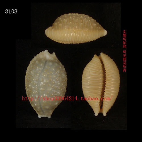 海螺贝壳（所见即所得）2.3CM 疙瘩宝螺  标本收藏8108