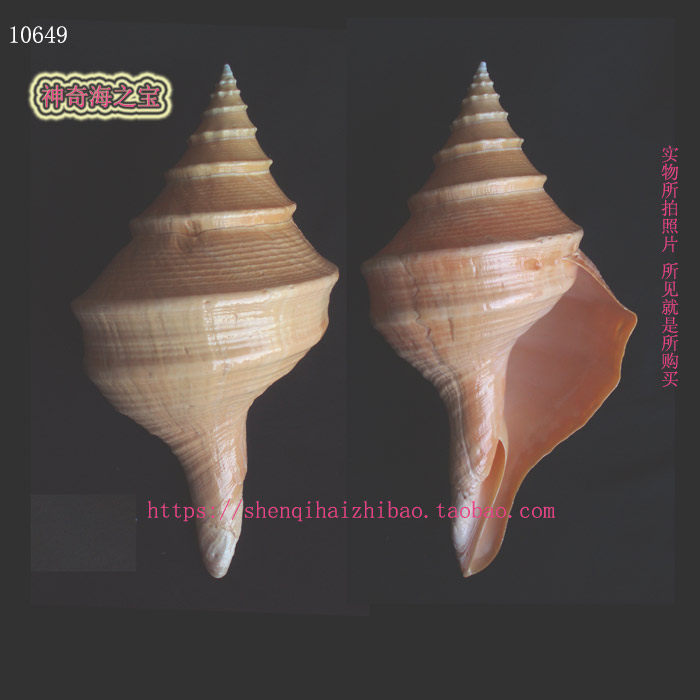 海螺贝壳一图一物）36CM 澳洲大香螺 螺号家居装饰标本收藏10649