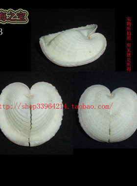 海螺贝壳 3.7CM 弯形 心鸟蛤 心形贝壳  标本 收藏 9713