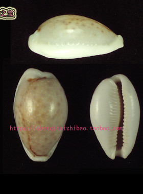 海螺贝壳（一图一物）2.6CM 玻芬宝螺 标本 收藏10516