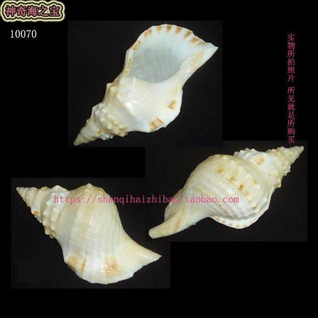 海螺变异色黄色 白蛙螺22CM 乐器螺号角吹螺号道具10070