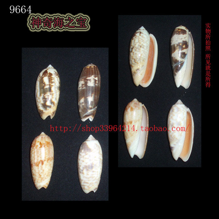 海螺贝壳(所见即所得) 榧螺 4条组合出售 标本 收藏 9664