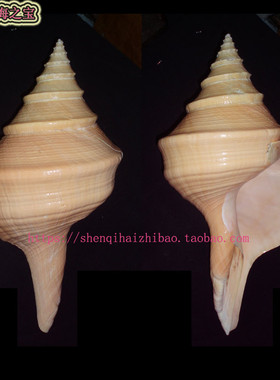 海螺52CM特大 澳洲大香螺 标本收藏吹螺号道具乐器 家居装饰10489