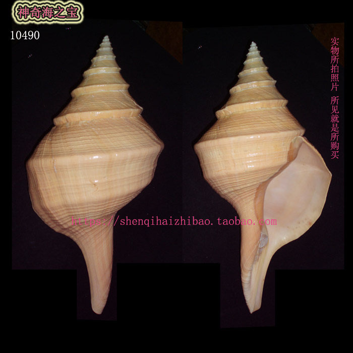 海螺49CM特大 澳洲大香螺 标本收藏吹螺号道具乐器 家居装饰10490