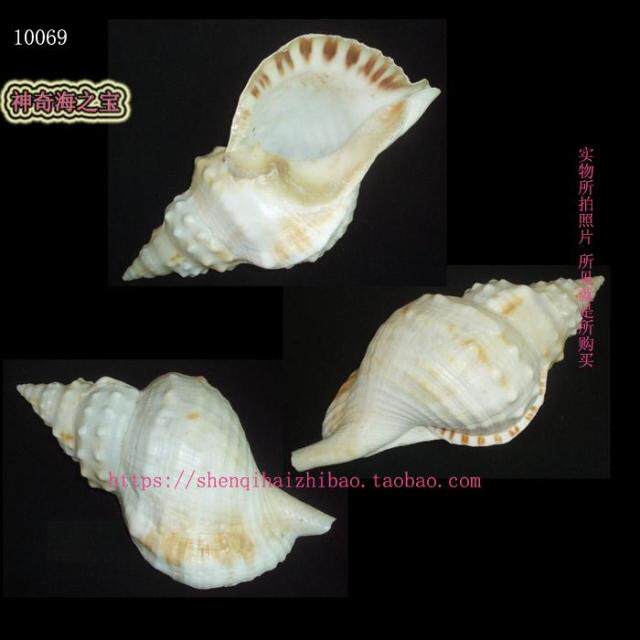 海螺 白蛙螺25CM 乐器螺 号角 吹螺号 道具10069
