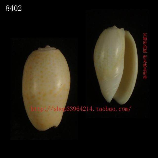 海螺贝壳(一图一物)3.4CM 变异色 榧螺 标本 收藏8402