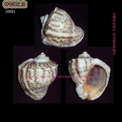 海螺贝壳（一图一物） 8.3CM变异色彩  红皱岩螺  标本 10691